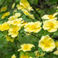 10 Golden Yellow FATHER HUGO ROSE Rosa Hugonis Flower Bush Shrub Seeds