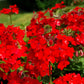 50 SCARLET VERBENA Red Nana Compacta Fragrant Flower Seeds
