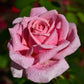 5 PINK ROSE Rosa Bush Shrub Perennial Flower Seeds