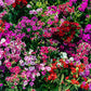100 WEE Willie Dwarf SWEET WILLIAM Mixed Colors Dianthus Barbatus Flower Seeds