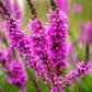 1000 PINK WINGED LOOSESTRIFE Lythrum Alatum Flower Seeds