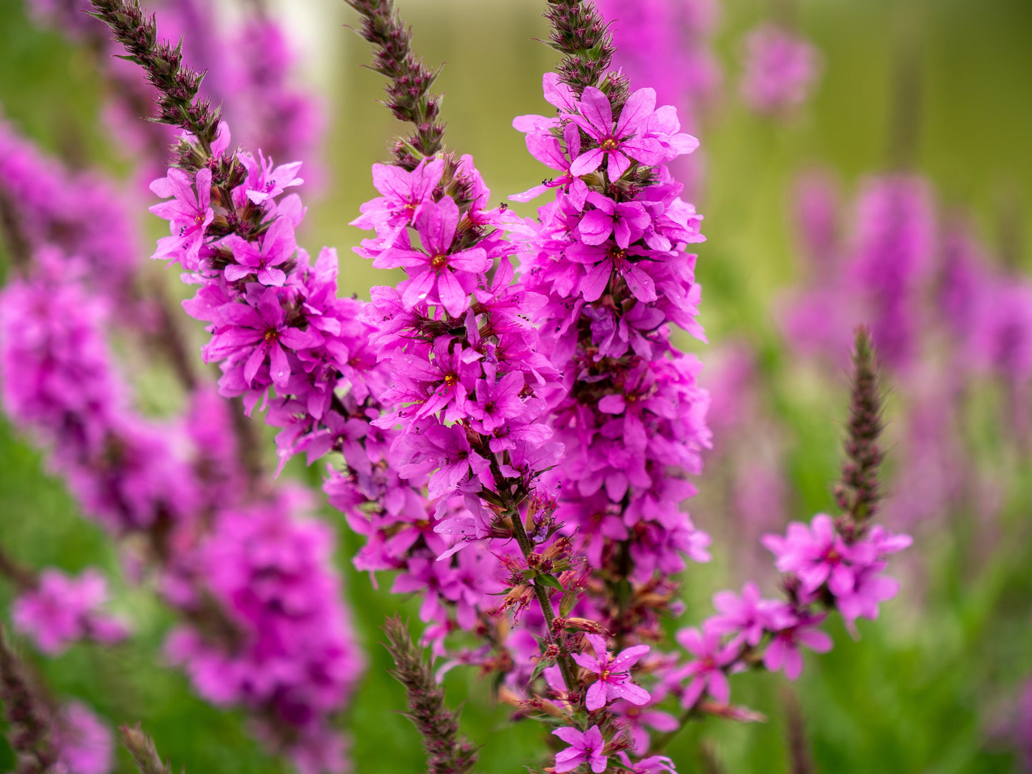 1000 PINK WINGED LOOSESTRIFE Lythrum Alatum Flower Seeds