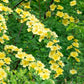 10 Golden Yellow FATHER HUGO ROSE Rosa Hugonis Flower Bush Shrub Seeds