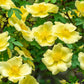 10 Golden Yellow FATHER HUGO ROSE Rosa Hugonis Flower Bush Shrub Seeds