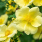 10 Golden Yellow FATHER HUGO ROSE Rosa Hugonis Flower Bush Shrub Seeds