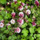 50 Double WINKY ROSE & White COLUMBINE Aquilegia Vulgaris Flower Seeds