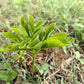 10 Fan-Leaf Chinese GREEN DRAGON Arum Pinellia Pedatisecta Houseplant Shade Flower Seeds