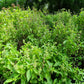 250 Green Tulsi HOLY BASIL Ocimum Sanctum Tenuiflorum Herb Flower Seeds