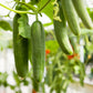 100 LONG Green IMPROVED CUCUMBER Slicing Cucumis Sativus Fruit Vegetable Seeds