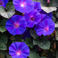100 PURPLE MORNING GLORY Ipomoea Nil Flower Vine Seeds