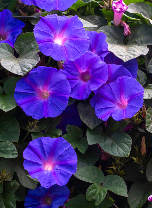 100 PURPLE MORNING GLORY Ipomoea Nil Flower Vine Seeds