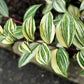 15 Variegated SOLOMONS SEAL Polygonatum Biflorum Canaliculatum Flower Seeds