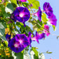 100 PURPLE MORNING GLORY Ipomoea Nil Flower Vine Seeds