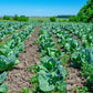 300 CHARLESTON WAKEFIELD CABBAGE Heirloom Cone Brassica Oleracea Vegetable Seeds