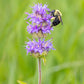 200 PURPLE WOOD MINT Blephilia Ciliata Downy Pagoda Horsemint Herb Flower Seeds
