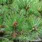 10 Japanese BLACK PINE TREE Evergreen Pinus Thunbergii Seeds