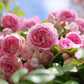 5 PINK CLIMBING ROSE Rosa Bush Vine Climber Fragrant Butterfly Flower Seeds
