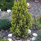 60 Organic Seeds COMMON JUNIPER (20 Berries) Juniperus Communis Tree Shrub Evergreen Conifer Blue Berry Yellow Flower aka Gin Berry Pine