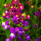 2000 Mixed MOROCCAN TOADFLAX / SNAPDRAGON Linaria Maroccana Flower Seeds