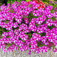 100 STAR MIX PETUNIA Mixed Colors Petunia Violacea Flower Seeds Red Blue Purple