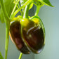30 CHOCOLATE BEAUTY Bell PEPPER Sweet Brown Capsicum Annuum Vegetable Seeds