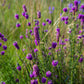 700 PURPLE PRAIRIE CLOVER Dalea Purpurea Flower Seeds
