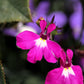 200 MAGENTA PINK LOBELIA Regatta Lobelia Erinus Flower Seeds