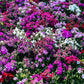 100 WEE Willie Dwarf SWEET WILLIAM Mixed Colors Dianthus Barbatus Flower Seeds