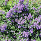 50 PERSIAN CATMINT Mussins Nepeta Racemosa Flower Seeds
