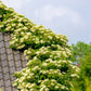 50 CLIMBING HYDRANGEA Anomala Petiolaris Vine Flower Seeds