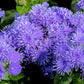 100 Dwarf BLUE MINK AGERATUM Houstonianum Fuzzy Double West Indies Flower Seeds