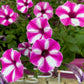 100 STAR MIX PETUNIA Mixed Colors Petunia Violacea Flower Seeds Red Blue Purple