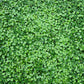 50 SPADELEAF Edible Coinwort Centella Asiatica Gotu Kola Herb Pink Flower Seeds