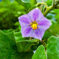 50 Green AO DAIMARU EGGPLANT Solanum Melongena Japanese Asian Aubergine Fruit Vegetable Seeds