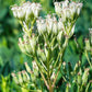 50 GREAT INDIAN PLANTAIN Cacalia Muhlenbergii White Flower Seeds