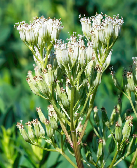 50 GREAT INDIAN PLANTAIN Cacalia Muhlenbergii White Flower Seeds