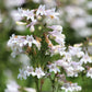 1000 WHITE FOXGLOVE BEARDTONGUE Penstemon Digitalis Flower Seeds