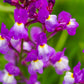 2000 NORTHERN LIGHTS Mix SNAPDRAGON Linaria Maroccana Flower Seeds