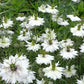 50 RED POD NIGELLA Damascena Love In A Mist aka Black Pod White Flower Seeds