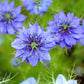 500 LOVE IN A MIST Miss Jekyll Blue ( Fennel Flower ) Nigella Damascena Flower Seeds