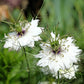 500 White LOVE IN A MIST ( Fennel Flower ) Nigella Damascena Flower Seeds