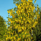 10 GOLDEN CHAIN TREE Goldenchain Laburnum Anagyroides Yellow Flower Seeds