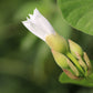 10 White CHRISTMAS VINE Turbina Flower Rivea Ipomoea Corymbosa Seeds