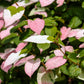 20 Variegated ARCTIC BEAUTY KIWI Fruit Edible Actinidia Kolomikta Vine Seeds