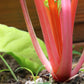 40 PINK FLAMINGO SWISS CHARD Beta Vulgaris Perpetual Spinach Vegetable Seeds