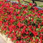 500 Fire Chief RED PETUNIA Nana Compacta Sun Annual AAS Winner Fragrant Hummingbird Flower Seeds