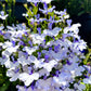 200 BLUE SPLASH LOBELIA Regatta Blue & White Erinus Flower Seeds