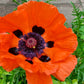 500 ORIENTAL RED Mix POPPY Papaver Orientale Flower Seeds