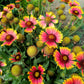 100 ARIZONA SUN GAILLARDIA Pulchella Indian Blanket Flower Seeds