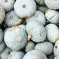 15 JARRAHDALE GREEN PUMPKIN Jarradale Blue Grey Cucurbita Maxima Vegetable Seeds